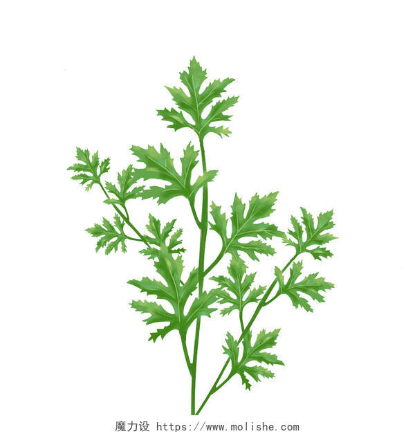 一棵绿色艾草植物的插画png素材